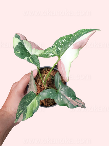 Hand holding a small potted Syngonium Red Spot Tricolor, showcasing its compact and healthy growth.