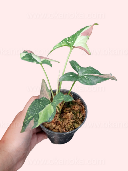 Multiple small Syngonium Red Spot Tricolor plants arranged together in nursery pots with vibrant variegation.