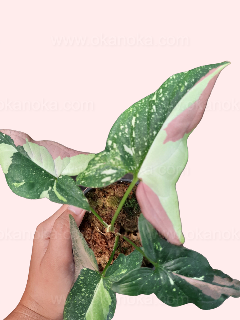 Side angle showing the structure and leaf orientation of Syngonium Red Spot Tricolor in a pot.
