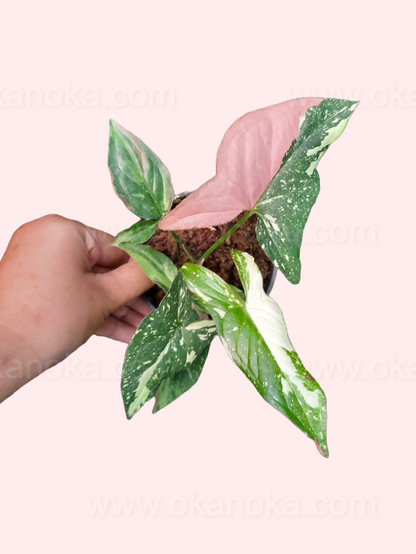 Syngonium Red Spot Tricolor leaves showing unique variegation and red spotting pattern from above.