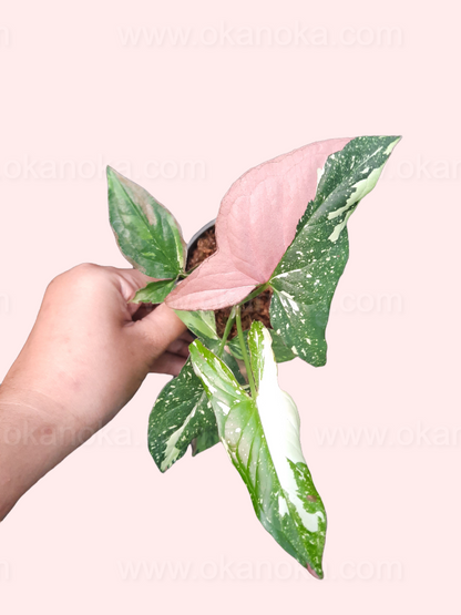 Close-up of leaf tips highlighting delicate pink and red variegation spots on green background.