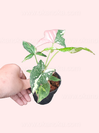 Syngonium Red Spot Tricolor – vibrant indoor tropical plant with green, pink, white leaves & red spots.
