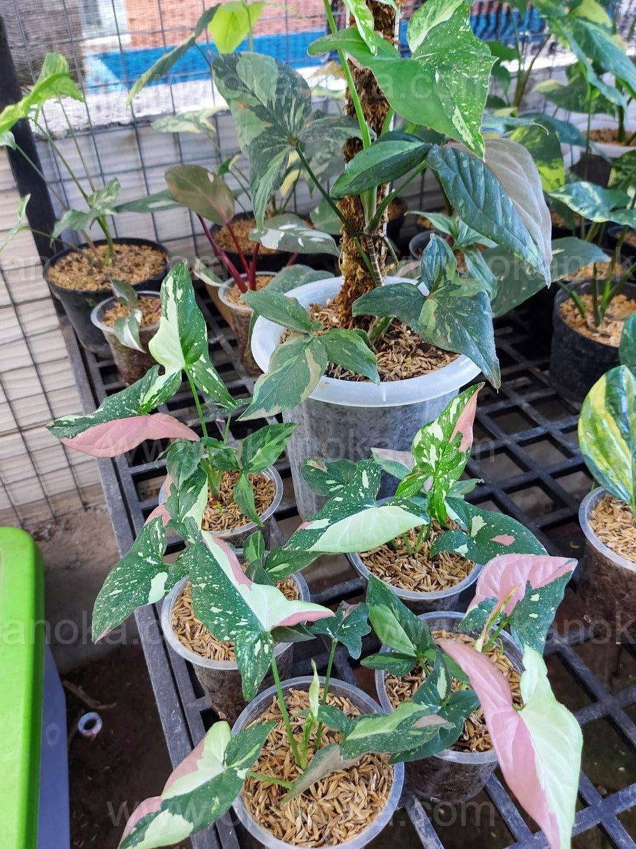 Syngonium Red Spot Tricolor unique indoor tropical plant with striking variegated leaves.