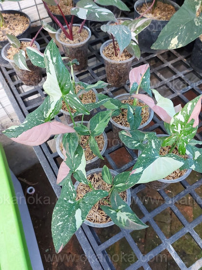 Syngonium Red Spot Tricolor exotic live tropical plant with striking variegated leaves.