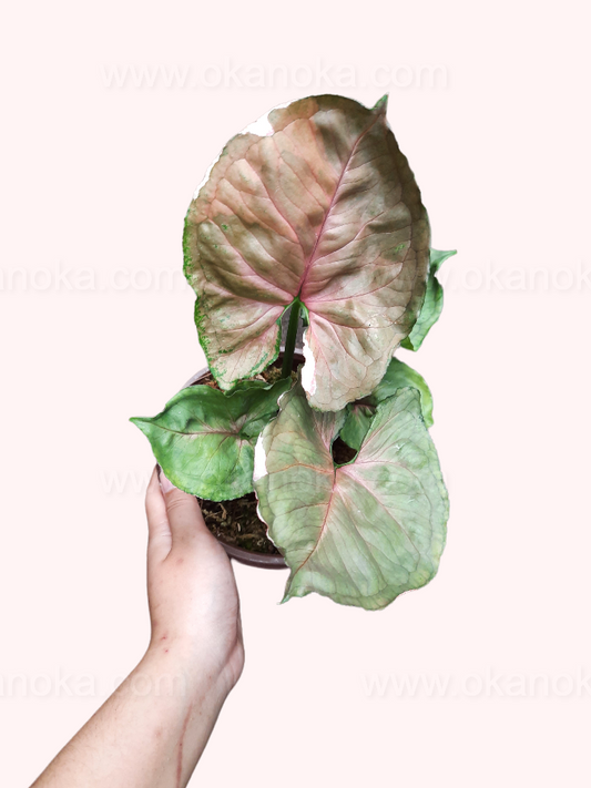 Hand holding Syngonium Strawberry Ice showing vibrant pink and green variegated leaves.