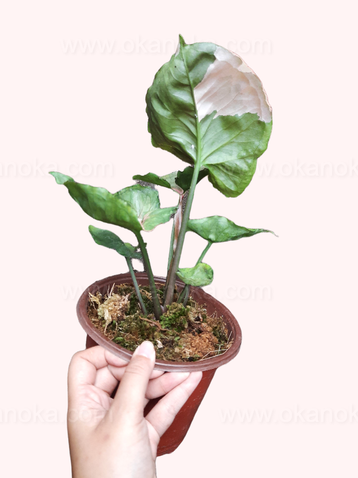 Top-down view of Syngonium Strawberry Ice highlighting star-shaped leaf arrangement.