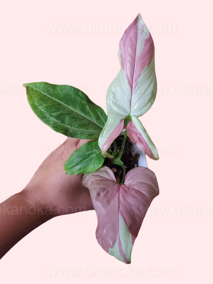 Top view of Syngonium Strawberry Milk in pot, highlighting heart-shaped pink and white variegated leaves
