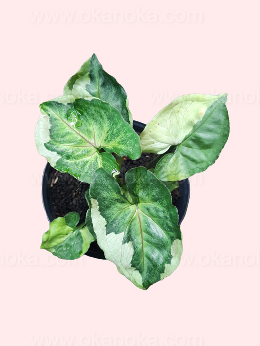 Syngonium T24 Round Form with compact round green leaves in a small pot held in hand