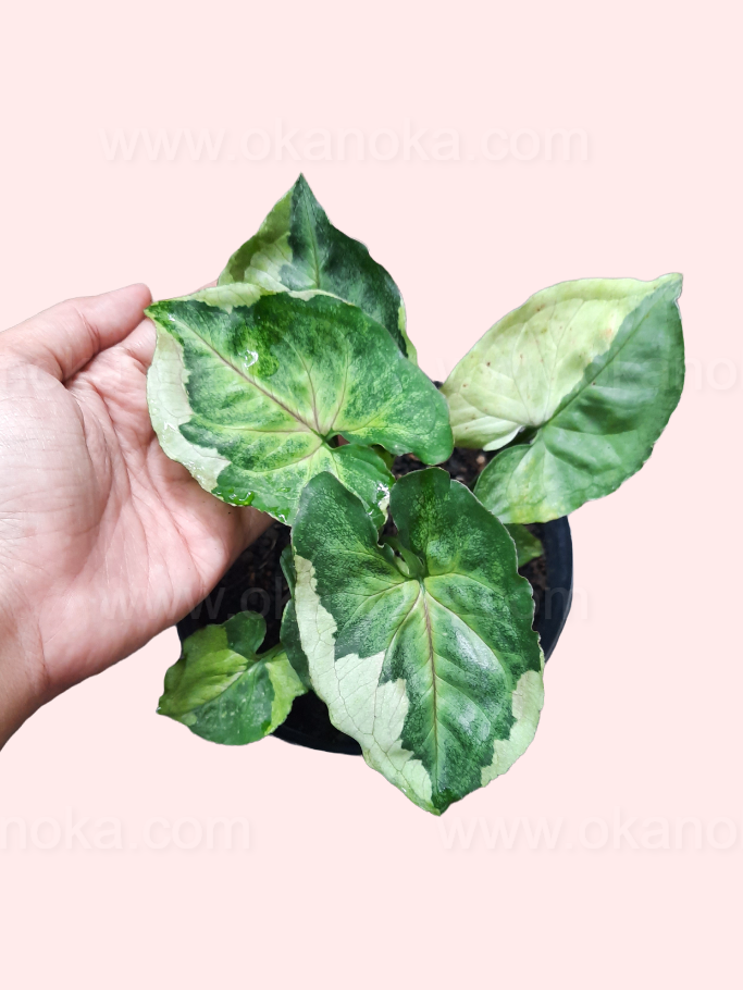 Close-up of Syngonium T24 Round Form showing dense, healthy green foliage