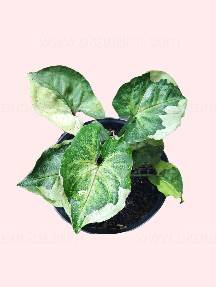 Hand holding Syngonium T24 Round Form, highlighting tidy round leaf shape for indoor décor.