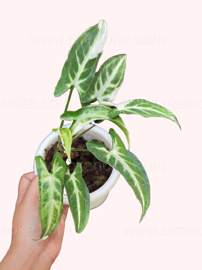 Top view of a healthy Syngonium T25 showing arrow-shaped variegated leaves in a white pot.
