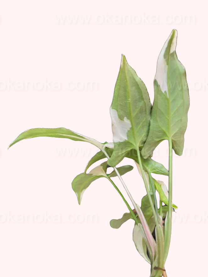 Close-up of Syngonium T25 leaves highlighting their variegated green tones.