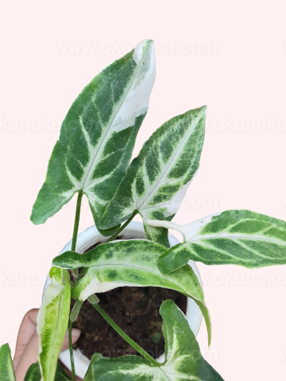Hand holding Syngonium T25 to showcase leaf structure and size.