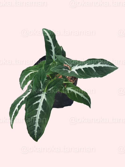 Close-up of Syngonium Wendlandii leaves showing arrowhead shape and subtle veining.