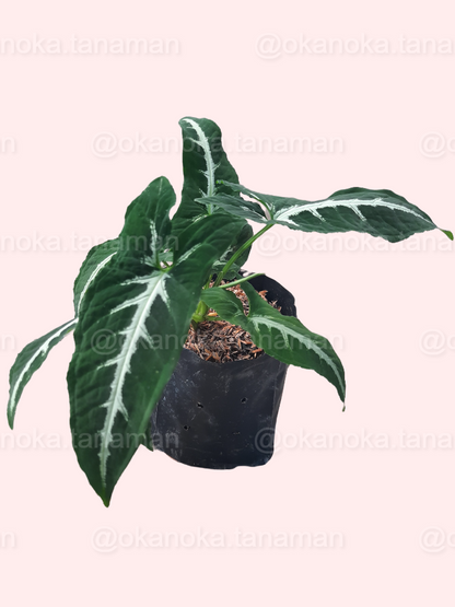 Top-down view of a healthy Syngonium Wendlandii plant in a pot with vibrant green foliage.