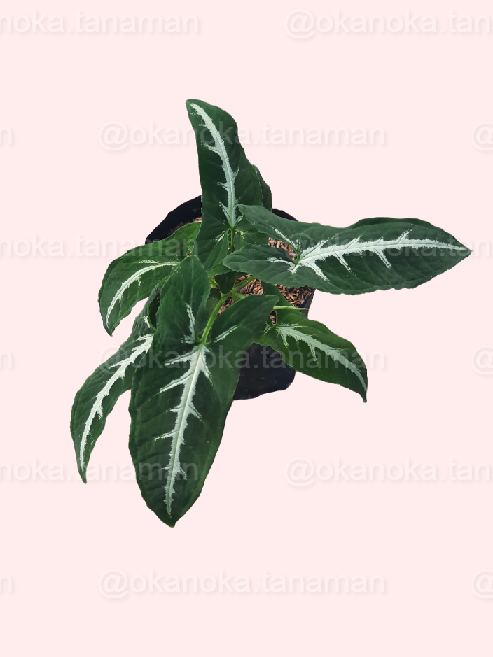 Side view of potted Syngonium Wendlandii showing overall growth and leaf pattern.