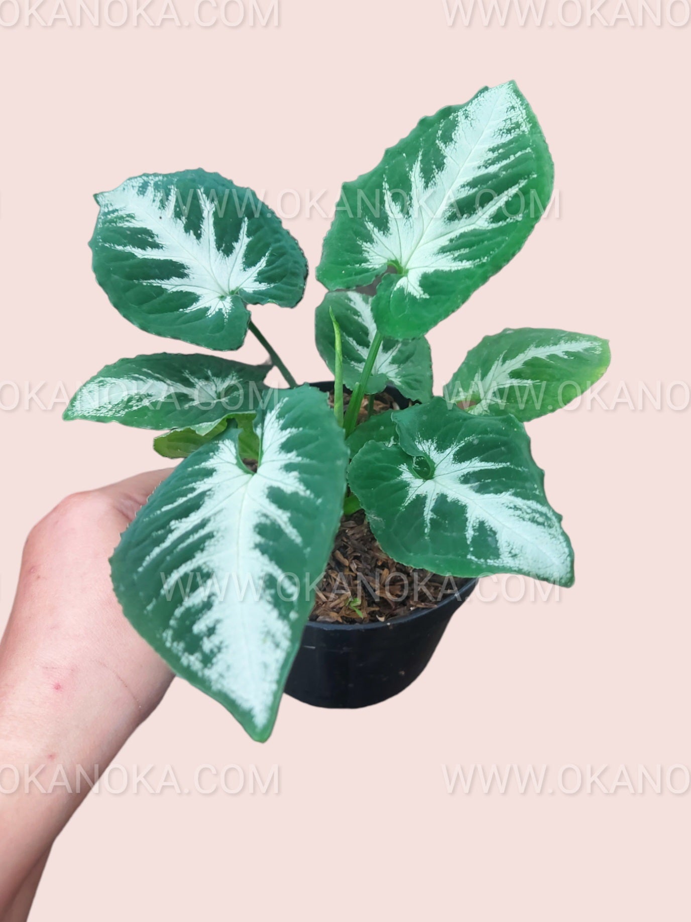 Syngonium Wendlandii Round Form in decorative pot showcasing round lush leaves