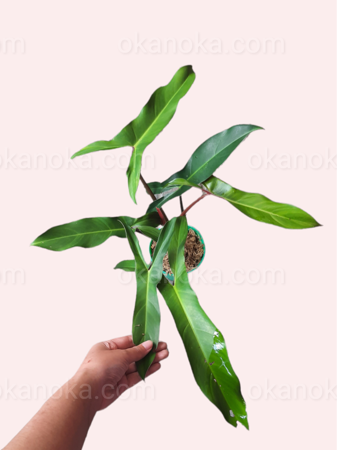 Philodendron Mexicanum, philodendron, live philodendron, philodendron plant, philodendron live plant, live philodendron plant, wholesale philodendron, wholesale philodendron live plant, rare philodendron, live philodendron rare plant, philodendron gloriosum, live philodendron gloriosum, rare philodendron gloriosum, live plant, rare plant, tropical plant, live tropical plant