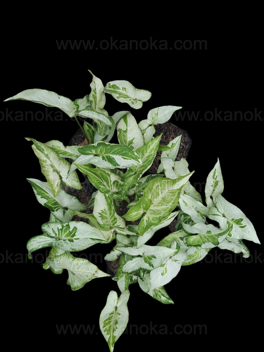 Wholesale set of 10 Syngonium Three Kings (Magic Marble) plants featuring marbled white and green leaves, ideal for small-scale resale or plant collections.