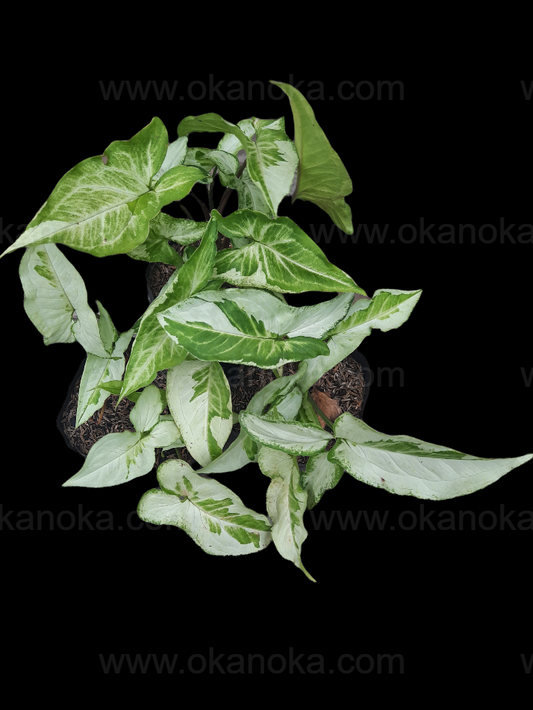 Wholesale set of 6 Syngonium Three Kings (Magic Marble) plants with striking marbled white and green leaves, ideal for small-scale resale or personal collections.