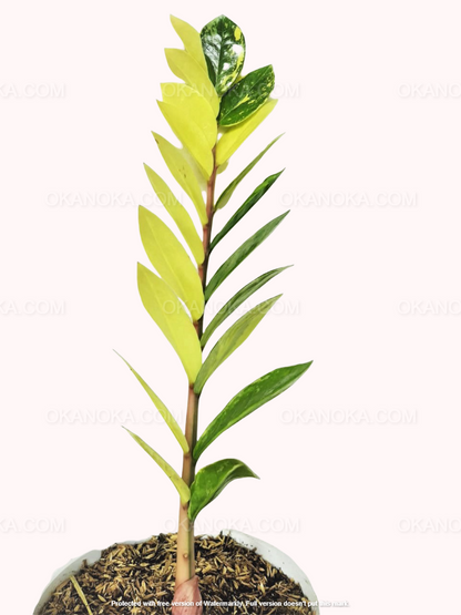 Zamioculcas Zamiifolia Variegated – Okanoka Zamioculcas Zamiifolia Variegated – Okanoka