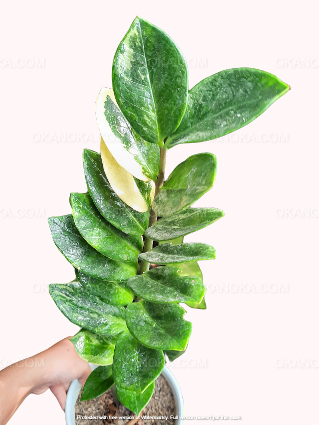 Zamioculcas Zamiifolia Variegated – Okanoka Zamioculcas Zamiifolia Variegated – Okanoka