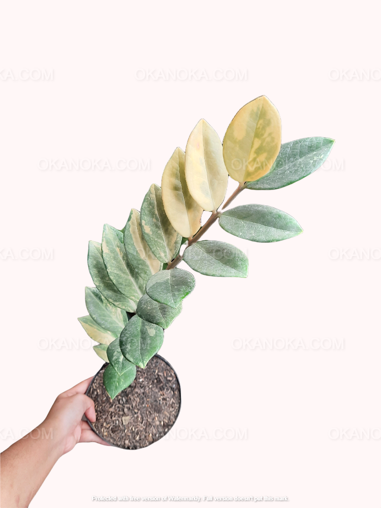 white variegated zz plant Zamioculcas Zamiifolia Variegated – Okanoka