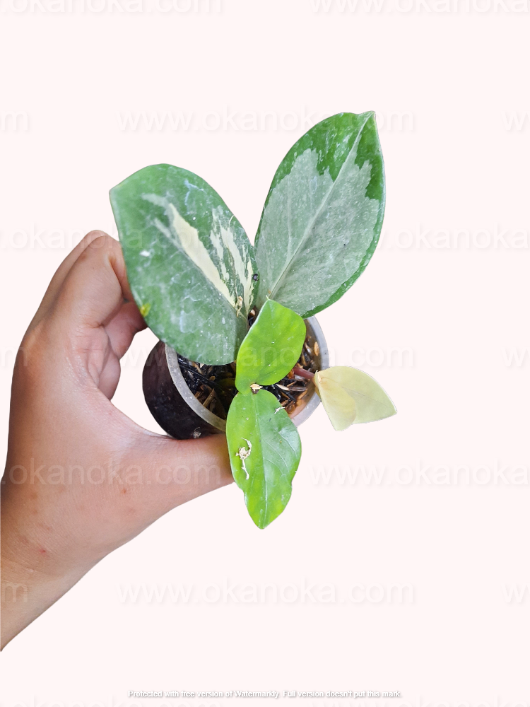 Zamioculcas zamiifolia Variegated Small held in hand with variegated cream and green leaves.