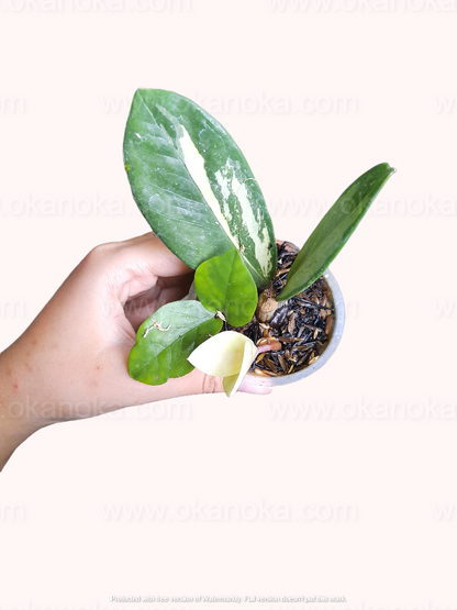 Close-up of Zamioculcas zamiifolia Variegated Small leaves showing cream and green variegation pattern.