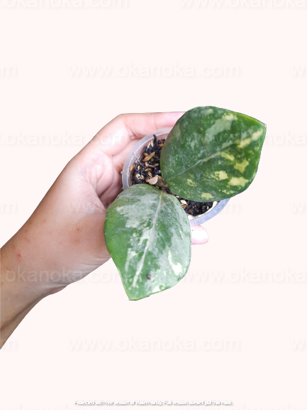 Zamioculcas zamiifolia Variegated Small potted plant showcasing healthy tropical foliage.