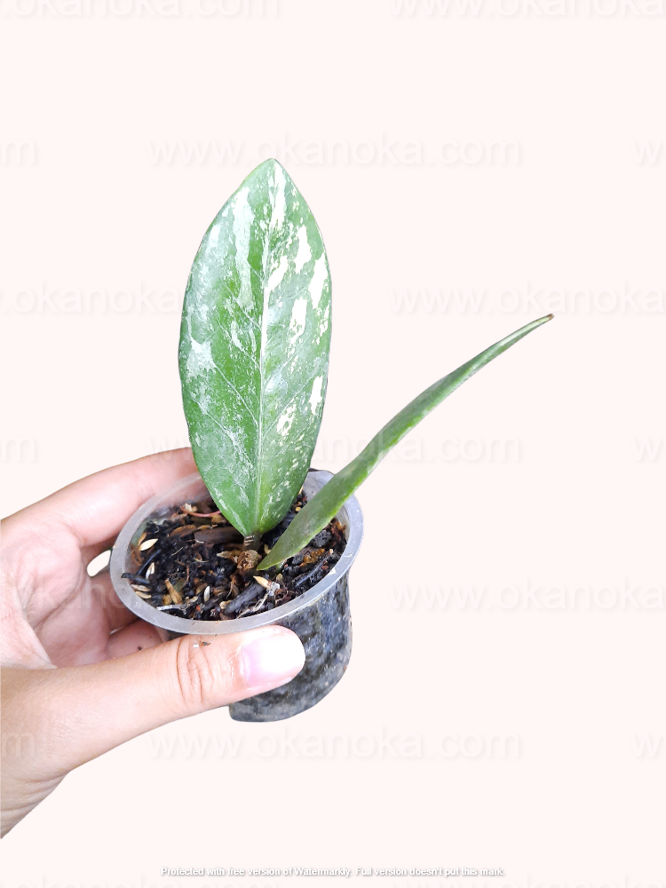 Potted Zamioculcas zamiifolia Variegated Small with vibrant glossy foliage indoors.