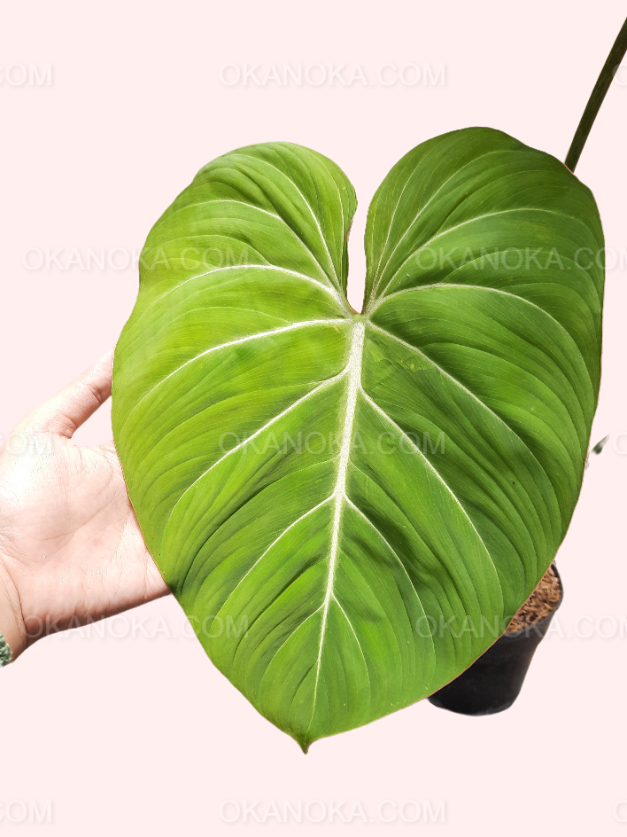 philodendron gloriosum x pastazanum Philodendron Gloriosum Large Live Plant – Okanoka