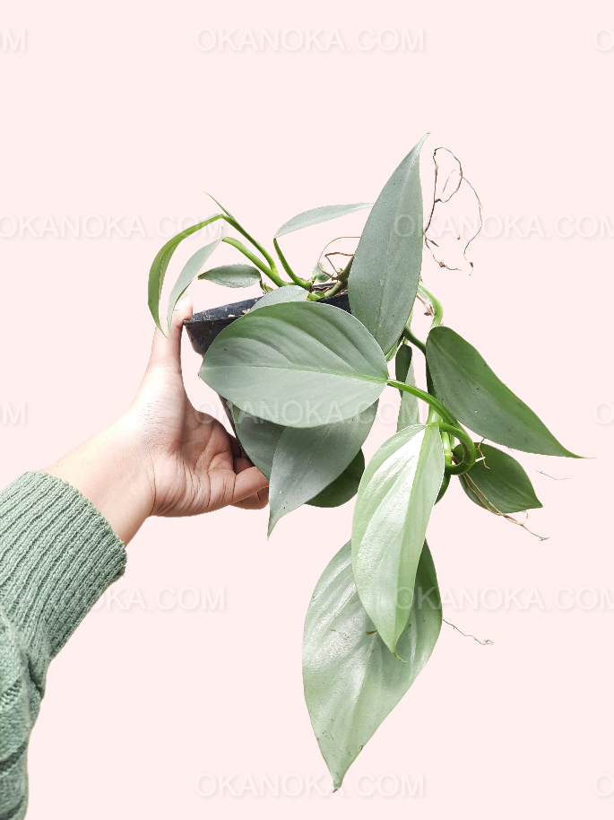 philodendron hastatum spacing Philodendron Hastatum Silver Sword
