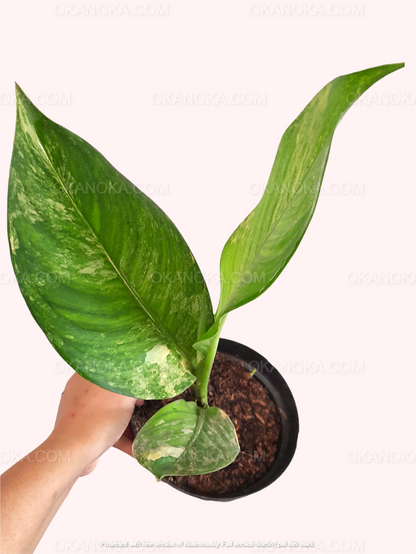 Dieffenbachia Variegated