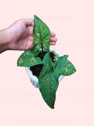 Hand presenting the live Syngonium Pink Splash Allusion in a small pot, showcasing its vibrant colors.